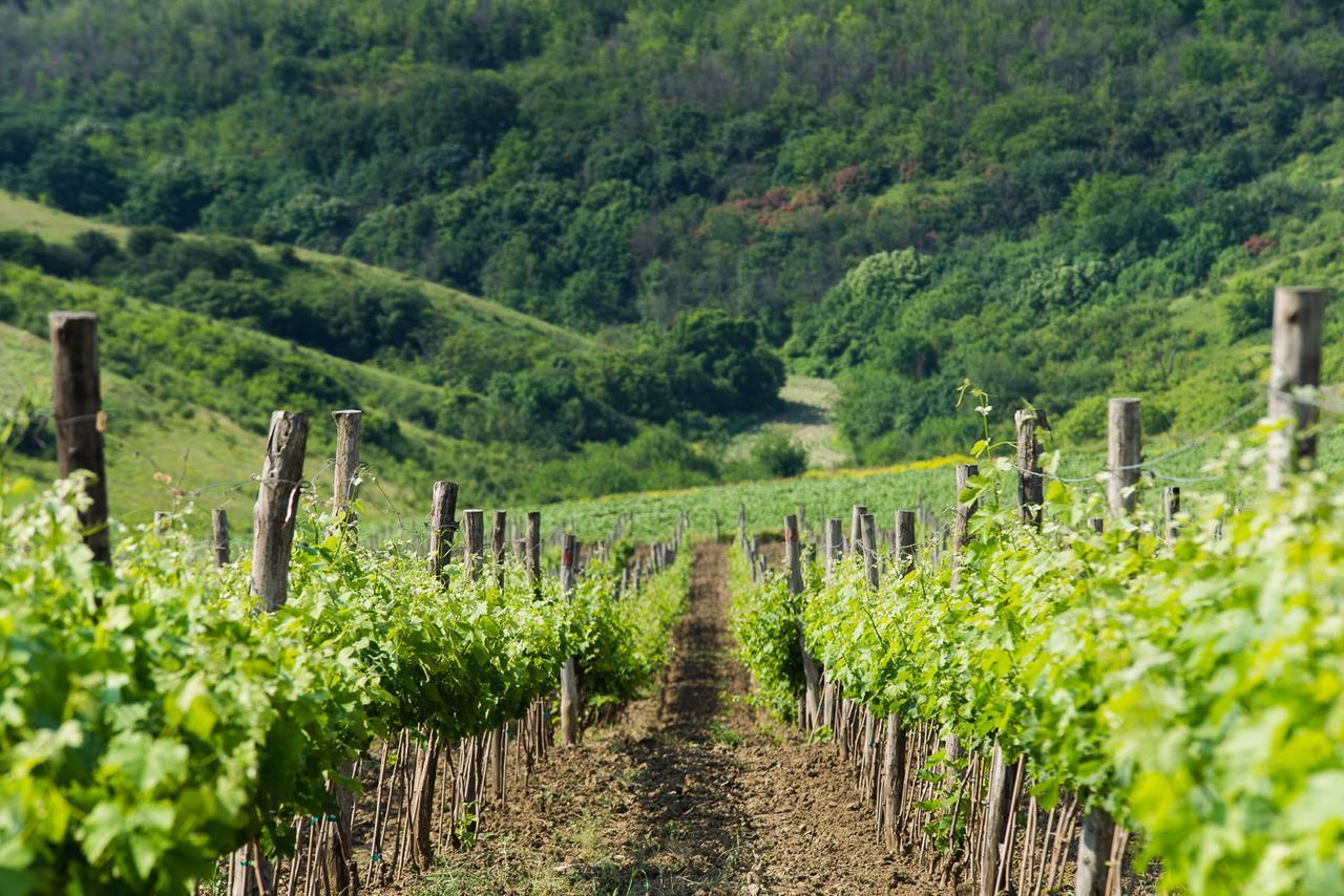 Seven Generations Winery Hotel Mechka 外观 照片